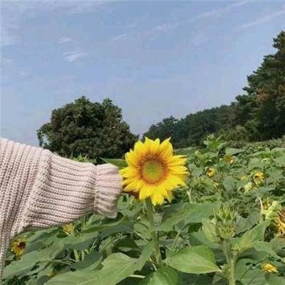 仙道至尊手机版下载